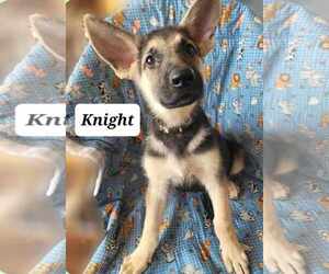 German Shepherd Dog Dogs for adoption in Scottsboro, AL, USA