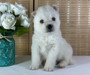 Pomsky Puppy for sale in DE SOTO, KS, USA