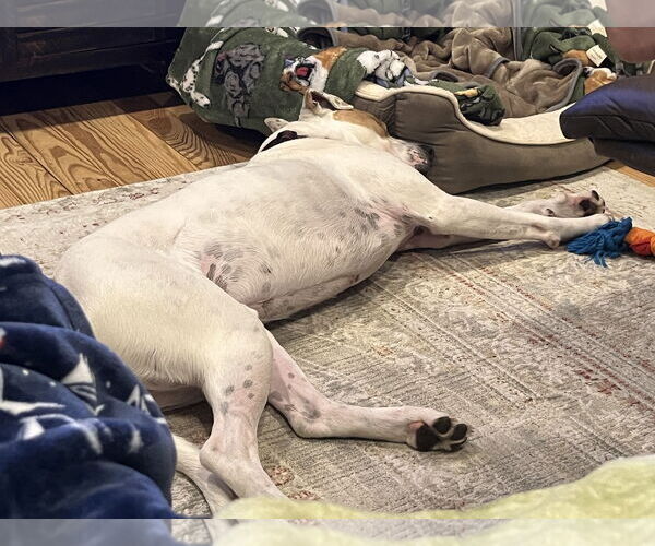 Medium Photo #5 American Bulldog-Unknown Mix Puppy For Sale in Wakefield, RI, USA