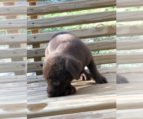 Medium Photo #7 Labrador Retriever Puppy For Sale in SPENCER, TN, USA
