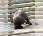 Small Photo #7 Labrador Retriever Puppy For Sale in SPENCER, TN, USA