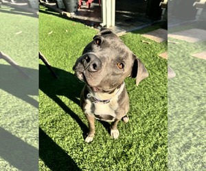 Jack Frost - Male Mutt Dog for Adoption - Photo #2