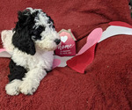 Small Photo #7 Sheepadoodle Puppy For Sale in LITTLETON, CO, USA