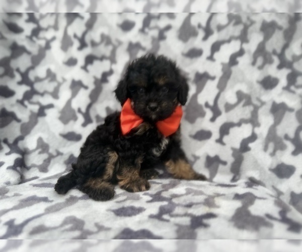 Medium Photo #4 Cavapoo (Miniature) Puppy For Sale in LAKELAND, FL, USA