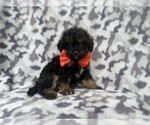 Small #3 Cavapoo (Miniature)