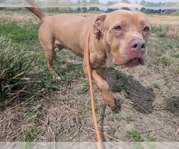 Medium Photo #2 American Pit Bull Terrier-Unknown Mix Puppy For Sale in Pasadena, TX, USA