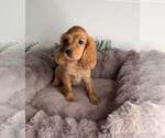 Honey - Female Cocker Spaniel Puppy for Sale - Small photo