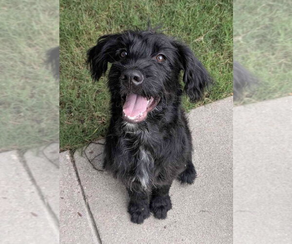 Medium Photo #8 Mutt Puppy For Sale in Fort Worth, TX, USA