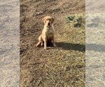 Small Photo #3 Labrador Retriever Puppy For Sale in DIMOCK, SD, USA