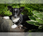Puppy WesleyPuppy 4 Cardigan Welsh Corgi