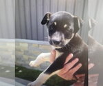 Small #1 Labrador Retriever Mix