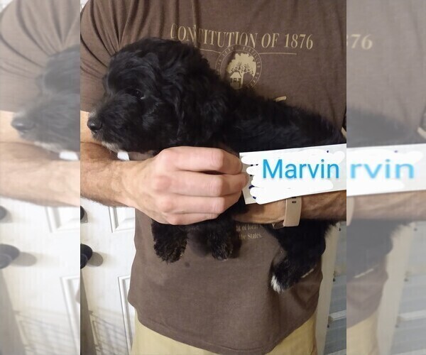Medium Photo #7 Aussiedoodle Puppy For Sale in MARION, TX, USA