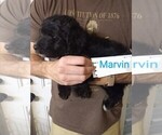 Small Photo #7 Aussiedoodle Puppy For Sale in MARION, TX, USA
