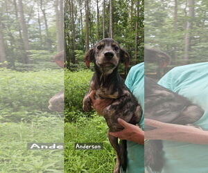 Mutt Dogs for adoption in Corinth, MS, USA