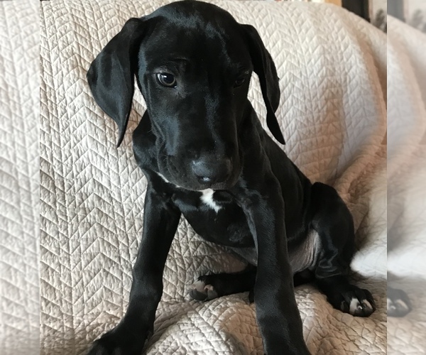 View Ad Great Dane Litter of Puppies for Sale near Oregon