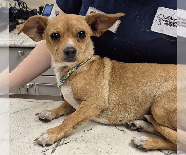 Medium Photo #1 Chiweenie Puppy For Sale in Lodi, CA, USA