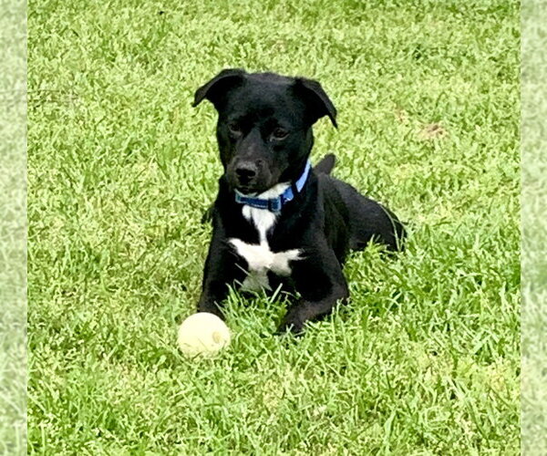 Medium Photo #4 Labrador Retriever-Unknown Mix Puppy For Sale in Boston, MA, USA