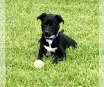 Small #3 Labrador Retriever Mix
