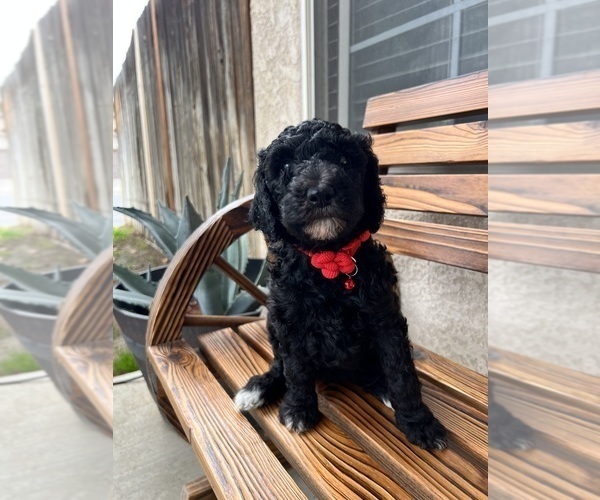 Medium Photo #1 Poodle (Standard) Puppy For Sale in BAKERSFIELD, CA, USA