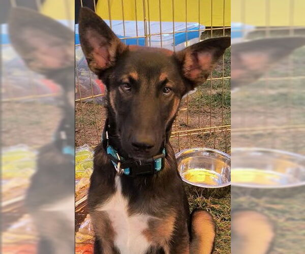 Medium Photo #3 Mutt Puppy For Sale in Kansas City, MO, USA