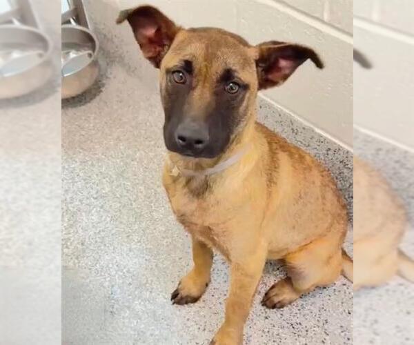 Medium Photo #2 German Shepherd Dog-Unknown Mix Puppy For Sale in Houston, TX, USA