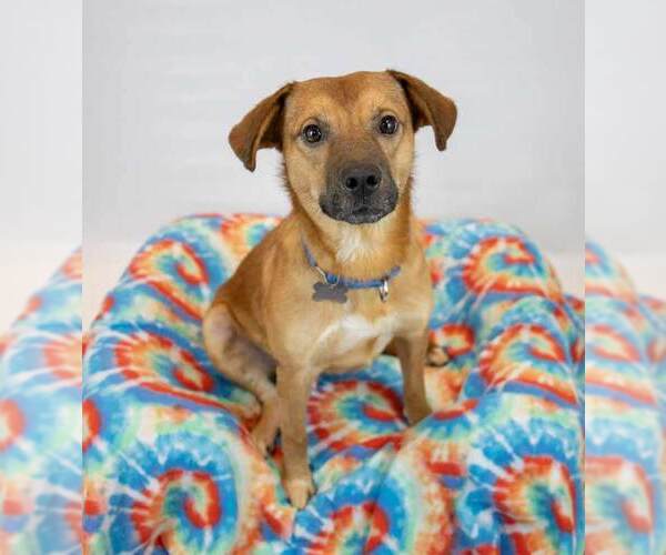 Medium Photo #4 Mutt Puppy For Sale in Kennesaw, GA, USA