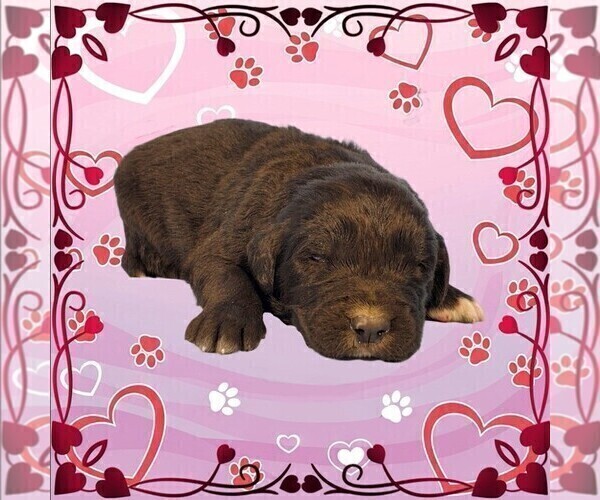 Medium Photo #62 Golden Mountain Dog Puppy For Sale in BLACK FOREST, CO, USA