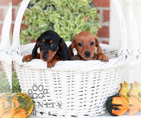 Medium Photo #2 Dachshund Puppy For Sale in EPHRATA, PA, USA