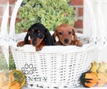 Butterscotch - Male Dachshund Puppy for Sale - Photo #2