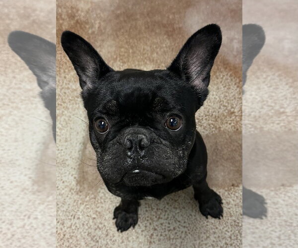 Medium Photo #2 French Bulldog Puppy For Sale in Salinas, CA, USA