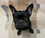 Small #1 French Bulldog