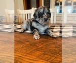 Small Photo #1 F2 Aussiedoodle Puppy For Sale in ELIZABETHTON, TN, USA