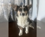 Small #46 Aussie-Corgi
