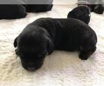 Small Photo #5 Rottweiler Puppy For Sale in RACINE, WI, USA