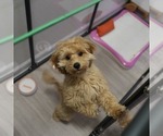 Small #1 Cavapoo
