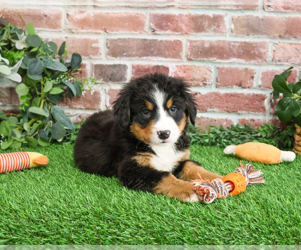 Medium Photo #3 Bernese Mountain Dog Puppy For Sale in SYRACUSE, IN, USA