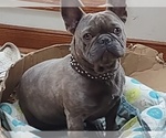 Small Photo #1 French Bulldog Puppy For Sale in MIDLOTHIAN, VA, USA