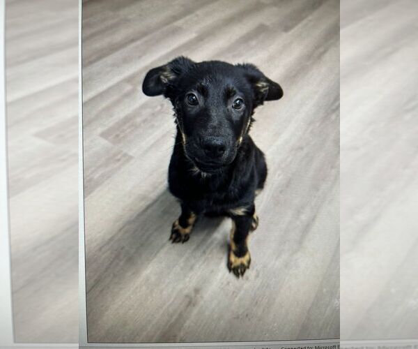 Medium Photo #1 Mutt Puppy For Sale in Calgary, Alberta, Canada