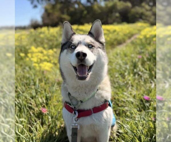 Medium Photo #3 Siberian Husky Puppy For Sale in Santa Barbara, CA, USA
