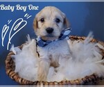 Puppy 1 Goldendoodle