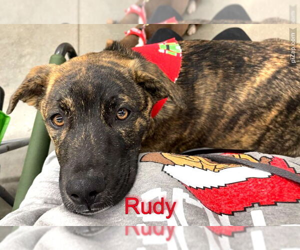 Medium Photo #7 American Pit Bull Terrier-Labrador Retriever Mix Puppy For Sale in White Bluff, TN, USA