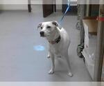 Small Labrador Retriever Mix