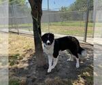 Small #1 Border Collie