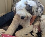 Small Photo #56 Old English Sheepdog Puppy For Sale in WILMINGTON, OH, USA