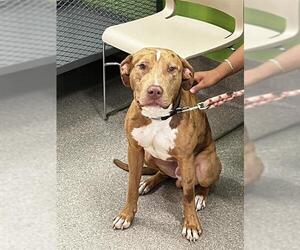 Catahoula Leopard Dog Dogs for adoption in Louisville, KY, USA