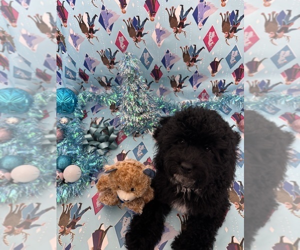 Medium Photo #1 Cock-A-Poo Puppy For Sale in SAN DIEGO, CA, USA