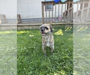 ShiChi Puppy for sale in LAKE GENEVA, WI, USA