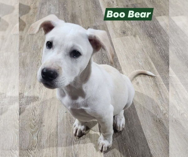 Medium Photo #1 Labrador Retriever-Unknown Mix Puppy For Sale in Marine City, MI, USA