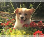 Small Photo #6 Pembroke Welsh Corgi Puppy For Sale in NORWOOD, MO, USA