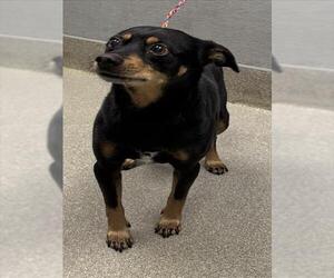 Miniature Pinscher-Unknown Mix Dogs for adoption in Las Vegas, NV, USA